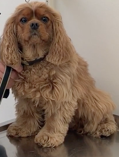 Animal Hospital Geneva, Geneva Animal Hospital, veterinarian Geneva, Geneva Veterinarian